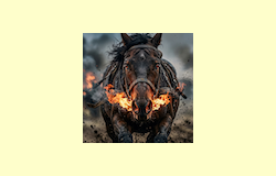 Fire Horse Spell