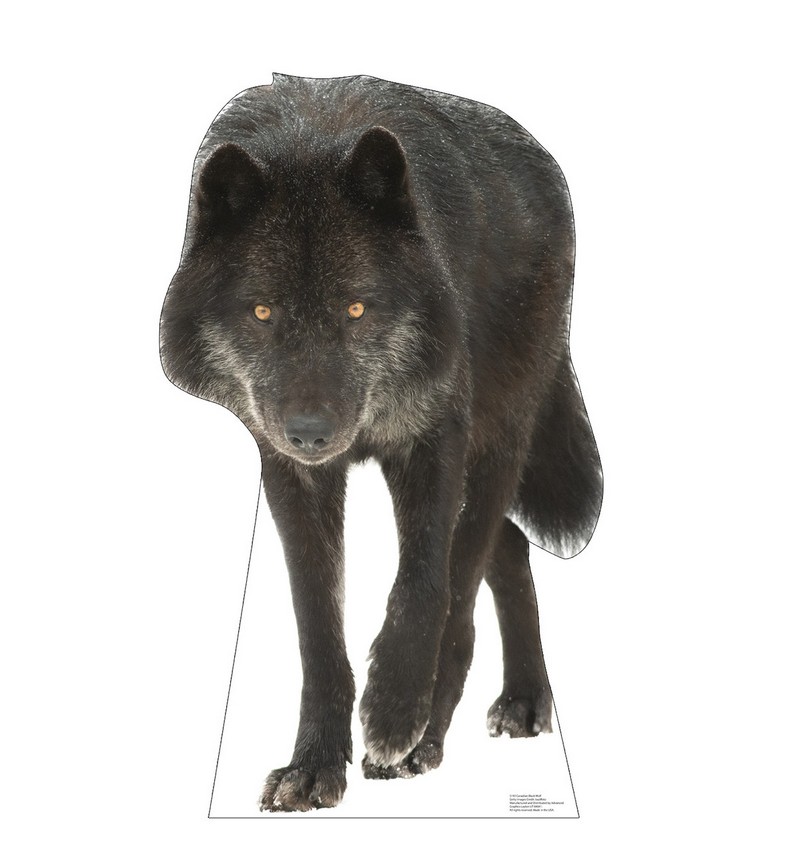 Canadian Black Wolf Cardboard Cutout
