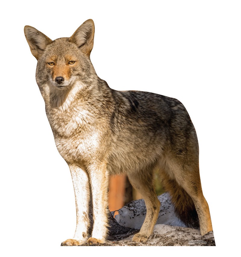 Coyote Cardboard Cutout