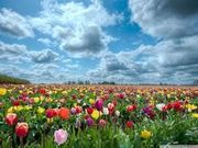 Spring Sales