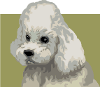 AKC Toy Breed Pups 