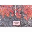 Engraved Garden Brick