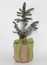 Gift Tree
