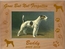 Personalized Custom Engraved Pet Dog  Memorial Picture Frame