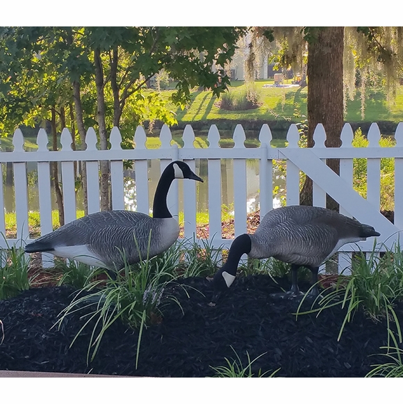 Goose Stand Realistic Canada Goose Garden Statue - Standing & Feeding Geese Set
