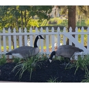 Realistic Canada Goose Garden Statue - Standing & Feeding Geese Set