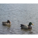 Realistic Floating Mallard Duck Hen