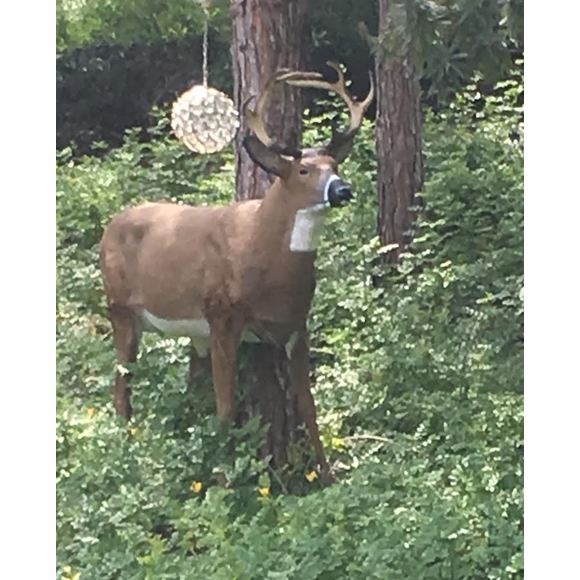 Realistic Whitetail Deer Statue Buck Decoy