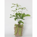 Seeds of Life Enduring Oak Tree Gift Plant