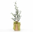 Send A Live Olive Tree Gift
