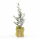Send A Live Olive Tree Gift