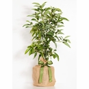 Send An Avocado Tree Gift