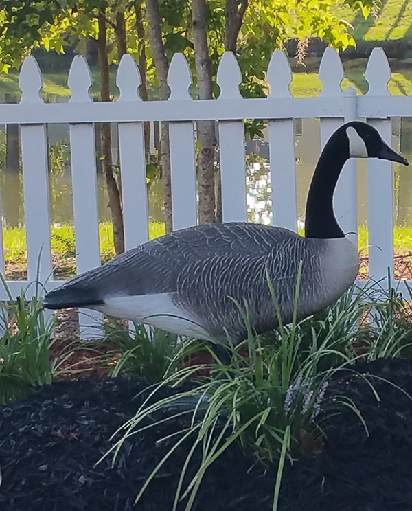 Realistic Standing Goose Garden Statue