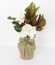 Sympathy Tree Gift