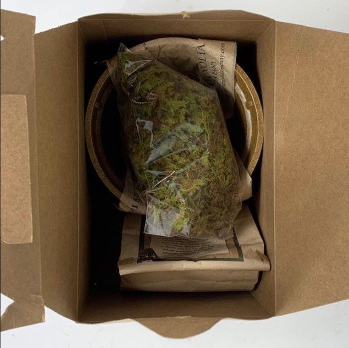 Sympathy Tree Seeds Of Life Kit Includes Pot, Soil, Oak Seeds, and Grow Instructions