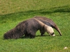 Giant Anteater 12" Plush