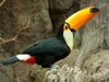 Baby Toucan 8" Plush