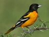 Baltimore Oriole 5.5" Plush