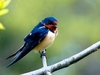 Barn Swallow 5.5" Plush