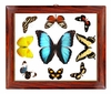 Butterfly Wall Art - Horizontal