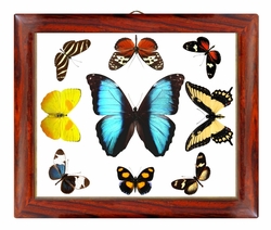 Butterfly Wall Art - Horizontal