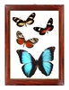 Butterfly Wall Art - Vertical