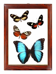 Butterfly Wall Art - Vertical