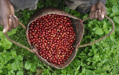 BUY Costa Rica Dota Coffee