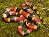 Coral Snake 54" Plush