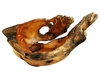 Costa Rica Exotic Blackwood Root