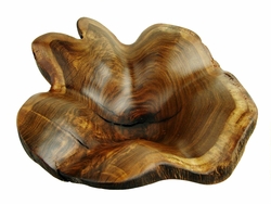 Costa Rica Exotic Large Teak Shell