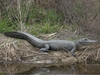 Crocodile 26" Plush