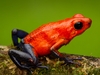 Red Poison Dart Frog 12" Plush