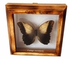 Framed Butterfly - Caligo Memnon