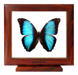 Framed Butterfly - Morpho Peleides