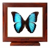 Framed Butterfly - Morpho Peleides