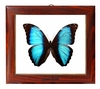 Framed Butterfly - Morpho Peleides