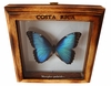 Framed Butterfly - Morpho Peleides