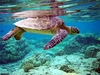 Green Sea Turtle 12" Plush