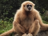 Hanging Lar Gibbon Monkey 14" Plush