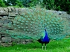 Baby Peacock 8" Plush