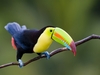 Pudgy Toucan 5.5" Plush