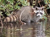 Raccoon 12" Plush