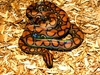 Rainbow Boa 54" Plush