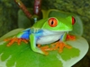 Red Eyes Green Frog 9" Plush Red Eyes Green Frog 9" Plush