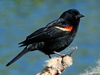 Red-Winged Blackbird 5.5" Plush