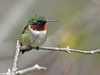 Ruby-Throated Hummingbird 5.5" Plush