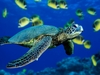 Green Sea Turtle 12" Plush