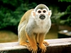 Squirrel Monkey 12" Plush