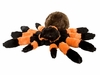 Tarantula 12" Plush